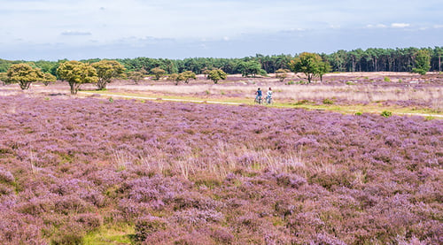 Effectieve projectaanpak voor behoud Gooise natuur