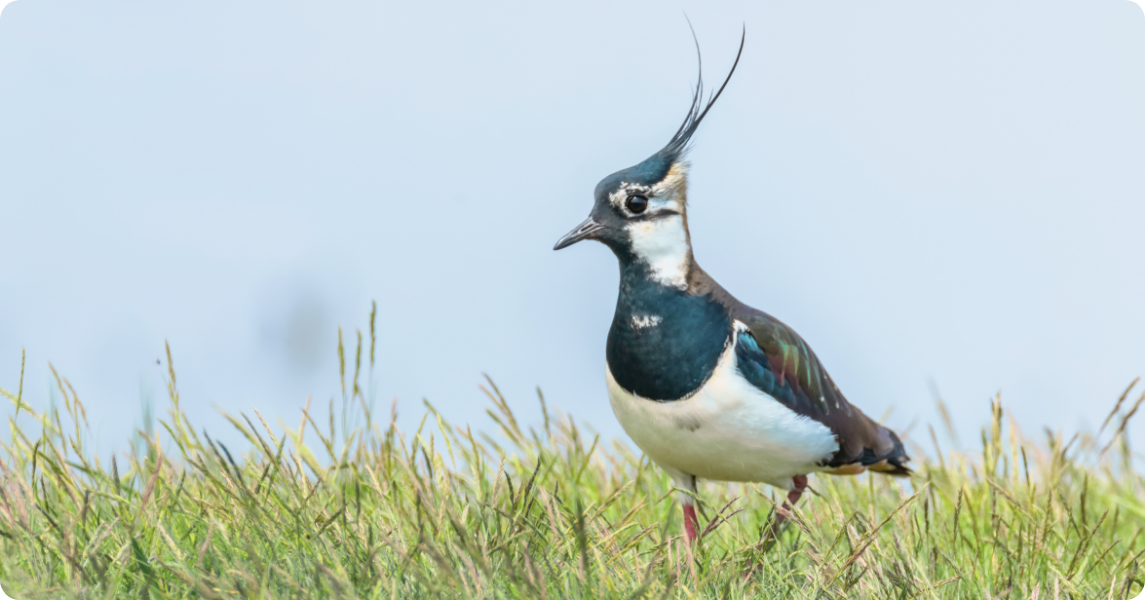 Gebiedsprocessen hype of hoop voor natuur en landschap